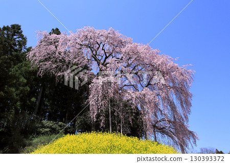Weeping cherry blossoms at the battlefield Weeping cherry blossoms at the battlefield 130393372