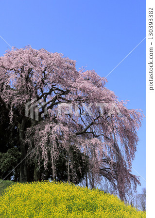 Weeping cherry blossoms at the battlefield 130393382
