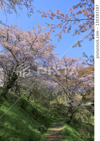 Sakura on the Battlefield 130393387