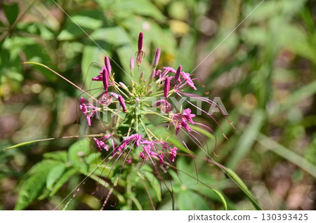 Close up of reddish purple cleome flower spike 130393425