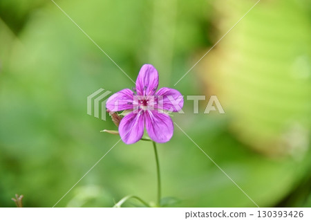 淺間風郎的深紫色花朵 130393426