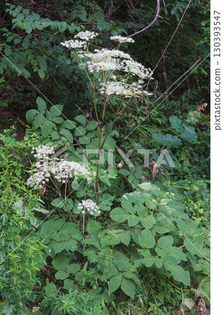 Angelica japonica, endemic to Japan, Northern Yatsugatake, Nagano Prefecture, August 130393547