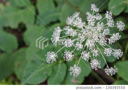 Angelica dahurica / Radiating white flowers / North Yatsugatake, Nagano Prefecture, August 130393550