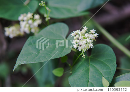 池間 / 白色花朵與心形葉子的特寫 / 長野縣北八岳，8月 130393552