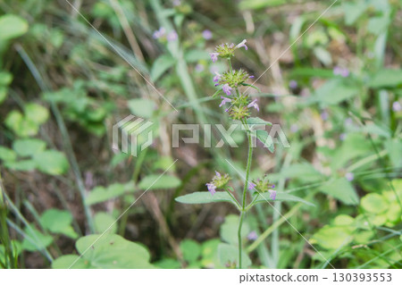 Mountain lily / A wild flower of the genus Lilium that blooms in ring-shaped tiers / Nagano Prefecture, North Yatsugatake, August Mountain lily / A wild flower of the genus Lilium that blooms in ring-shaped tiers / Nagano Prefecture, North Yatsugatake, August 130393553