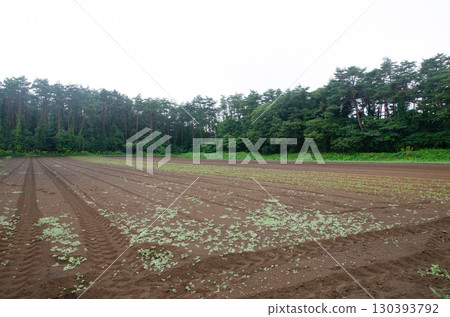 Sprouting field Sprouting field 130393792
