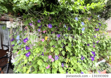 Summer garden flower "Morning glory" Morning glory: Flower bed flowers: Morning glory mansion Summer garden flower "Morning glory" Morning glory: Flower bed flowers: Morning glory mansion 130393909