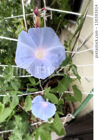 夏日庭園花卉「牽牛花」 牽牛花:花壇花卉:牽牛花大廈 夏日庭園花卉「牽牛花」 牽牛花:花壇花卉:牽牛花大廈 130393914