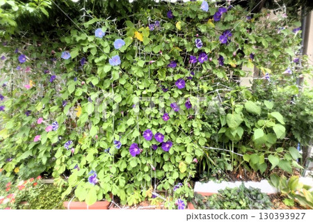 夏日庭園花卉「牽牛花」 牽牛花:花壇花卉:牽牛花大廈 夏日庭園花卉「牽牛花」 牽牛花:花壇花卉:牽牛花大廈 130393927