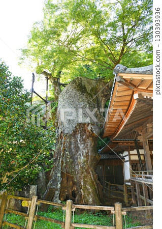 [北杜市：國家指定天然紀念物「根古屋神社大櫸樹（多木）」] 130393936