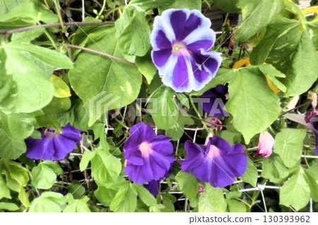夏日庭園花卉「牽牛花」 牽牛花：花壇花卉：牽牛花大廈 130393962