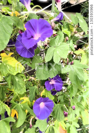 Summer garden flower "Morning glory" Morning glory: Flower bed flowers: Morning glory mansion 130393966
