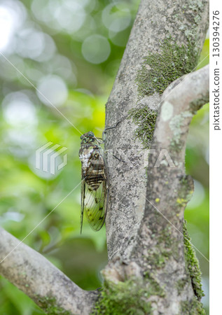 Ming-Min Semi 130394276