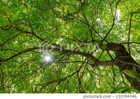 leaves view from below leaves view from below 130394346