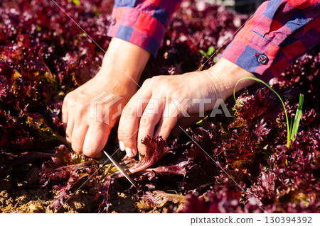 Hands of gardener cutting red leaf lettuce with knife 130394392