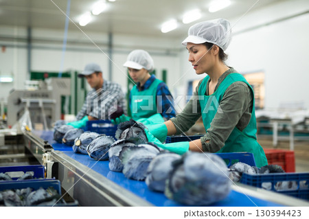 Female factory worker sorting red cabbage 130394423
