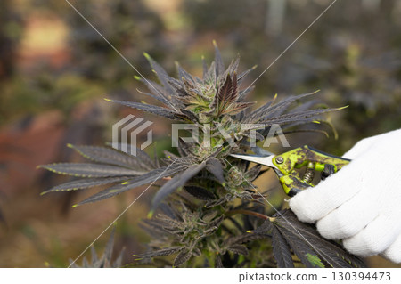 Pruning the growing cannabis with a pruning shear Pruning the growing cannabis with a pruning shear 130394473