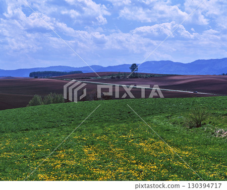美瑛山丘上的花朵盛開 美瑛山丘上的花朵盛開 130394717