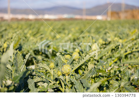 View of an artichoke growing on an plantation View of an artichoke growing on an plantation 130394778