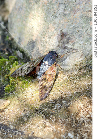 Brown cicada Brown cicada 130394853