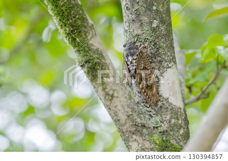 Brown cicada Brown cicada 130394857