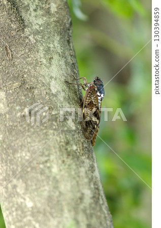 Brown cicada 130394859