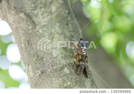 阿巴扎米 130394860