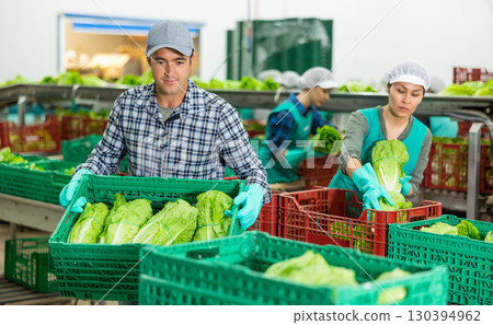 Vegetable factory workers stacking lettuce 130394962