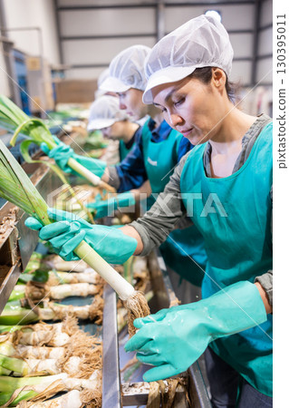 Woman sorting fresh leek in vegetable factory Woman sorting fresh leek in vegetable factory 130395011