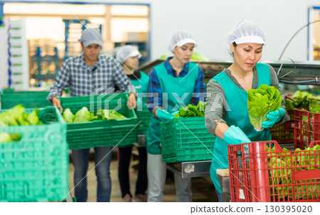 Vegetable factory workers sorting green lettuce 130395020