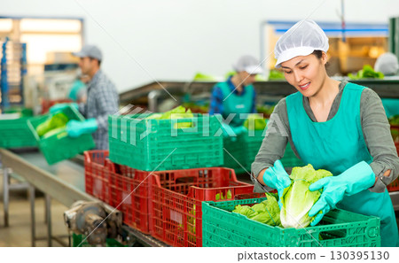 Woman in uniform during sorting lettuce at warehouse at vegetable factory 130395130
