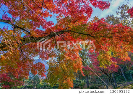 Autumn scenery of colorful maple leaves looking up against the blue sky 130395152