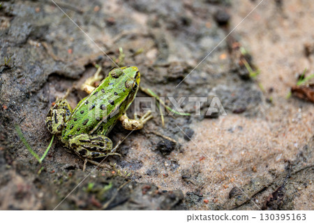 Green frog resting on wet forest ground after rain Green frog resting on wet forest ground after rain 130395163