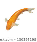 A carp fish. The oil pastel painting of Japanese Koi fish hand drawn illustration isolated on white background. 130395198