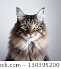 Siberian cat Russia 130395200