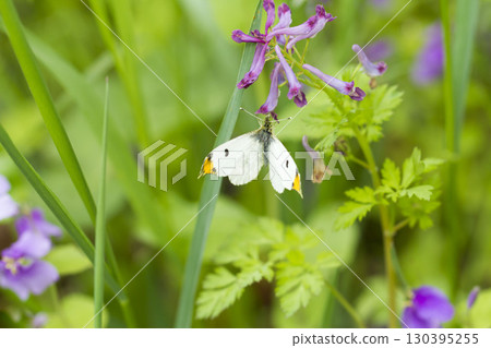 Tiger clip 130395255