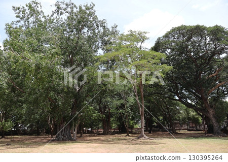 Green trees forest park landscape Green trees forest park landscape 130395264