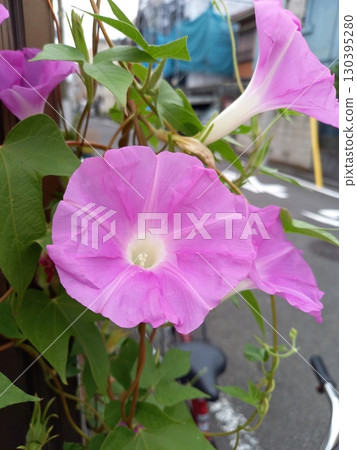 牽牛花,淡粉色牽牛花 牽牛花,淡粉色牽牛花 130395280