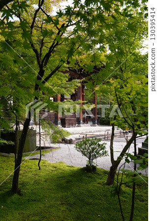 京都一座佛教寺廟內鬱鬱蔥蔥的綠樹 130395414