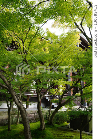 京都一座佛教寺廟內鬱鬱蔥蔥的綠樹 130395415