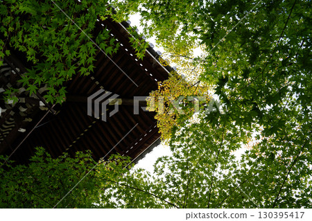 京都一座佛教寺廟內鬱鬱蔥蔥的綠樹 130395417