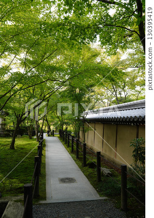 京都一座佛教寺廟內鬱鬱蔥蔥的綠樹 130395419