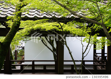 Lush greenery in the grounds of a Buddhist temple in Kyoto Lush greenery in the grounds of a Buddhist temple in Kyoto 130395496
