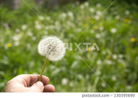 A person's hand gently holds a dandelion clock, ready to blow the fluffy seeds away. A person's hand gently holds a dandelion clock, ready to blow the fluffy seeds away. 130395690