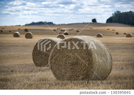 Harvested Field with Round Straw Bales Under a Cloudy Sky Harvested Field with Round Straw Bales Under a Cloudy Sky 130395691