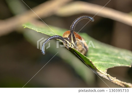 Larvae of Sumigasashi 130395733