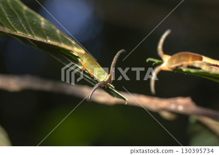 Larvae of Sumigasashi 130395734