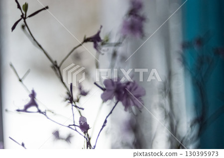 A branch of blooming wild rosemary against the background of a window. A branch of blooming wild rosemary against the background of a window. 130395973
