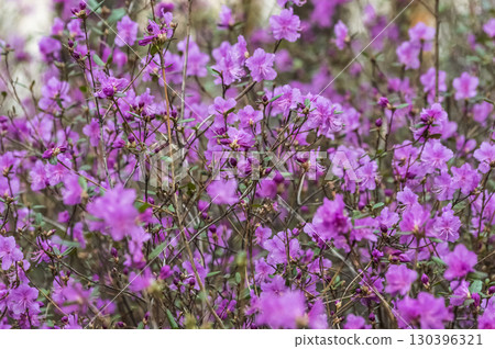 Bush of blooming wild rosemary (Rhododendron dauricum) in the forest close-up. Bush of blooming wild rosemary (Rhododendron dauricum) in the forest close-up. 130396321