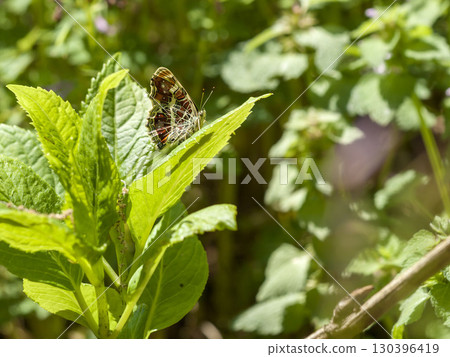 Sakahabo Hosho Sakahabo Hosho 130396419